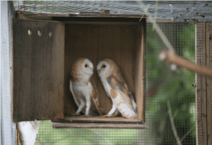 rescued-juvenile-b-owls