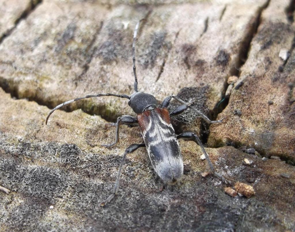 rufous-shouldered-longhorn-beetle