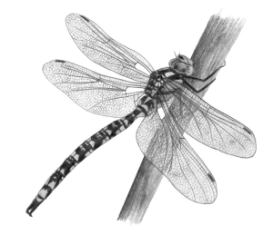 southern-hawker-by-ann-mead